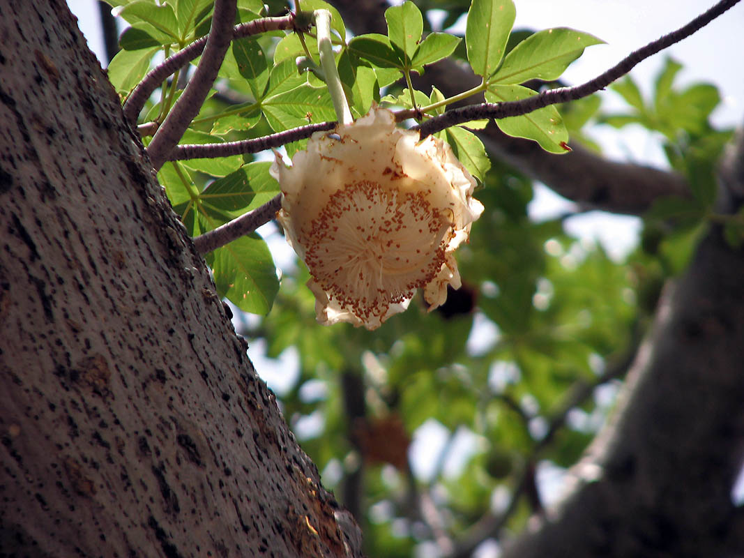 Изображение особи Adansonia digitata.