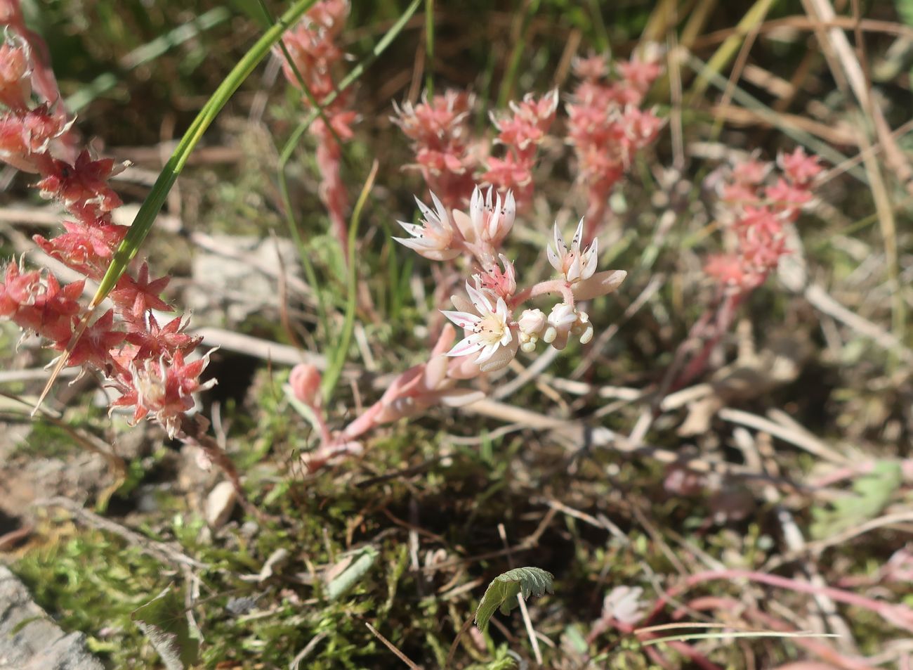 Изображение особи Sedum hispanicum.