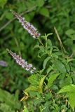 Mentha spicata. Верхушки цветущих растений. Республика Абхазия, р. Кяласур. 23.08.2009.