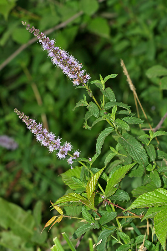 Image of Mentha spicata specimen.