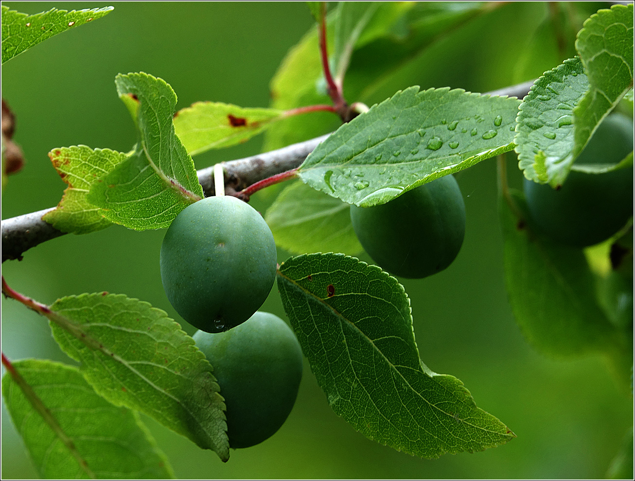 Image of Prunus spinosa specimen.