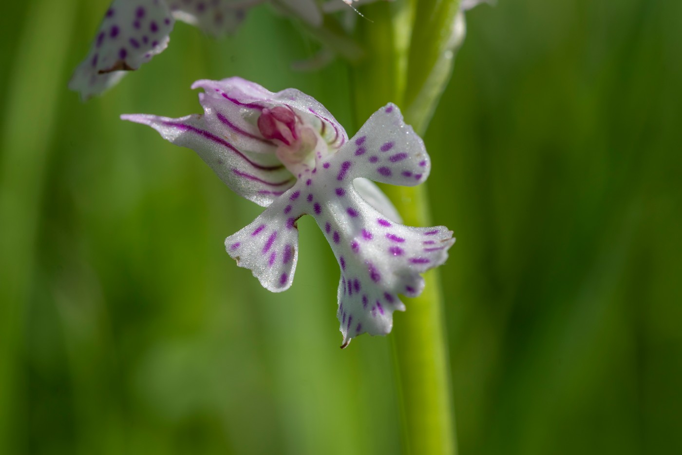 Изображение особи Neotinea tridentata.