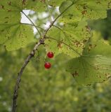 Ribes rubrum. Верхушка побега с плодами. Ханты-Мансийский автономный округ — Югра, Октябрьский р-н, сельское поселение Курымкары, окр. пос. Горнореченск, правый берег р. Обь, смешанный лес, берег ручья. 05.09.2022.