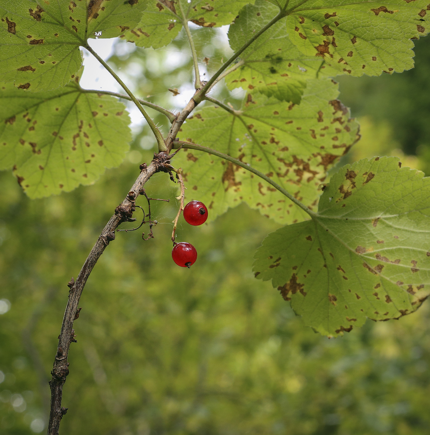Image of Ribes rubrum specimen.