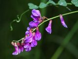 Vicia woroschilovii