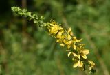 Agrimonia eupatoria. Верхушка соцветия. Марий Эл, Оршанский р-н, окр. оз. Табашинское, смешанный лес. 12.08.2022.