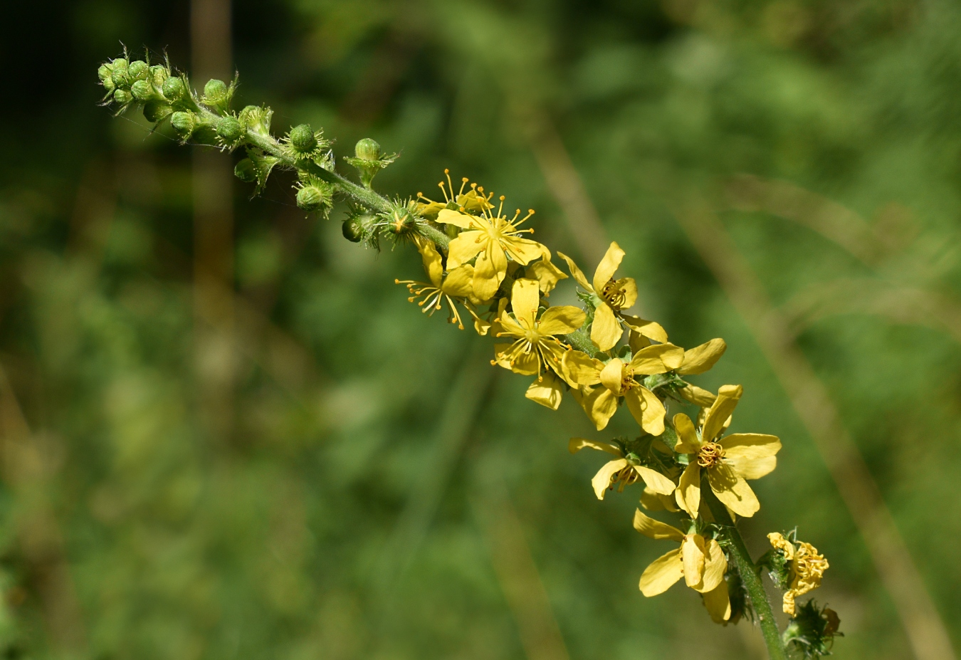 Image of Agrimonia eupatoria specimen.