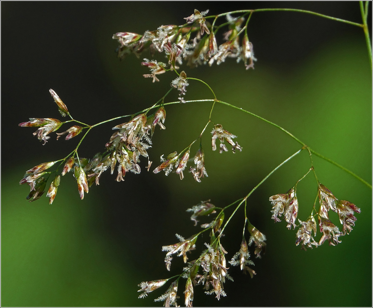 Image of Hierochloe odorata specimen.