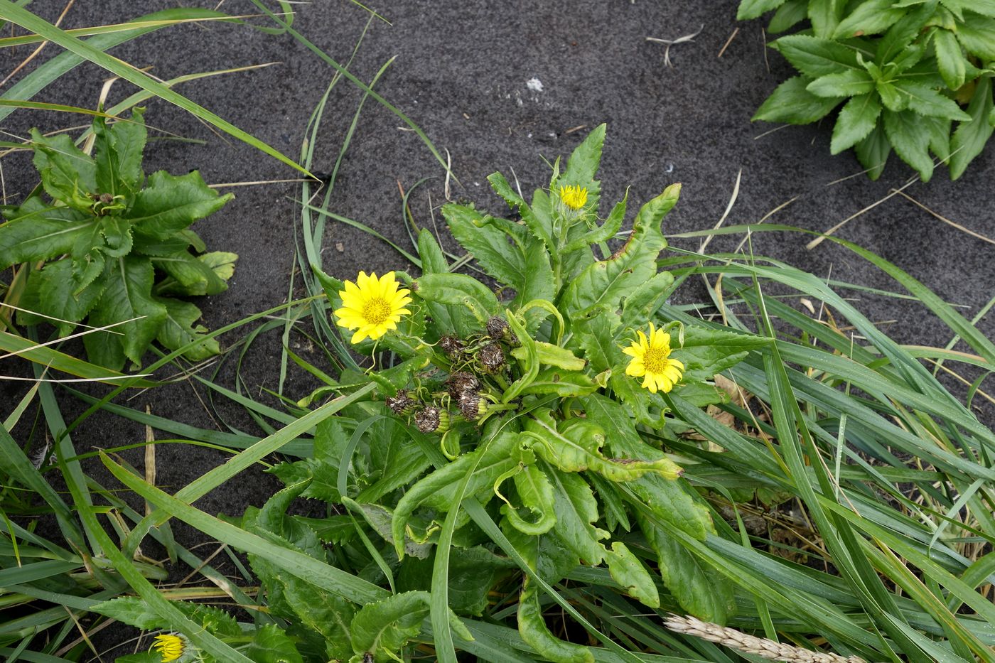 Image of Senecio pseudoarnica specimen.