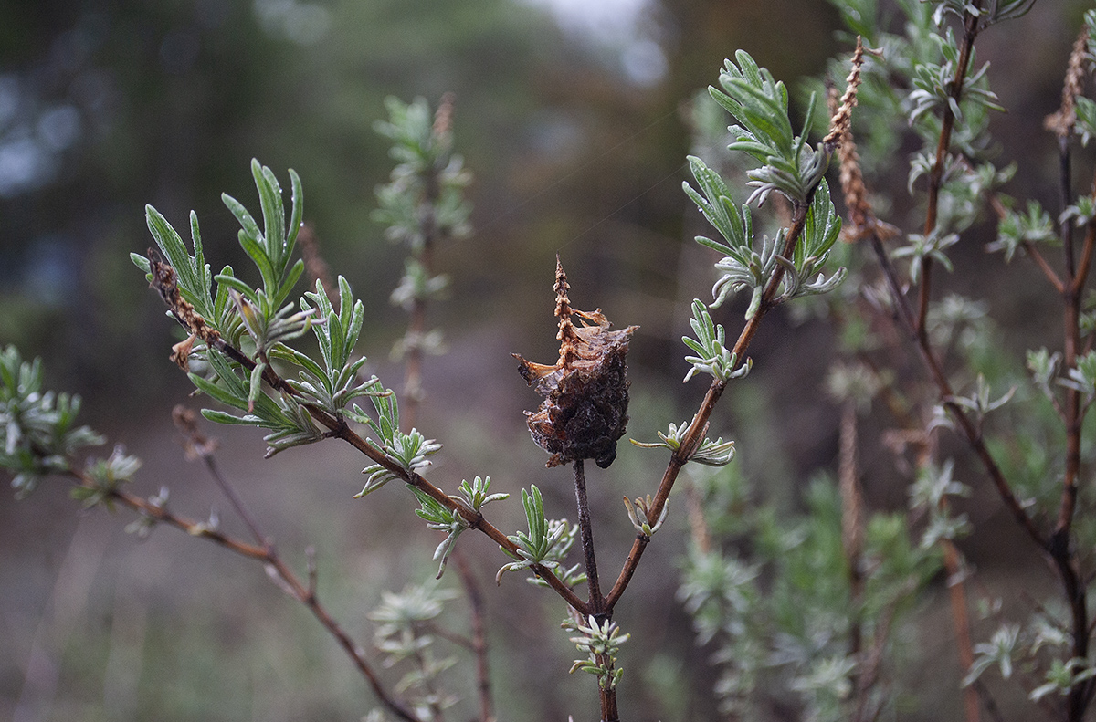 Image of Lavandula stoechas specimen.