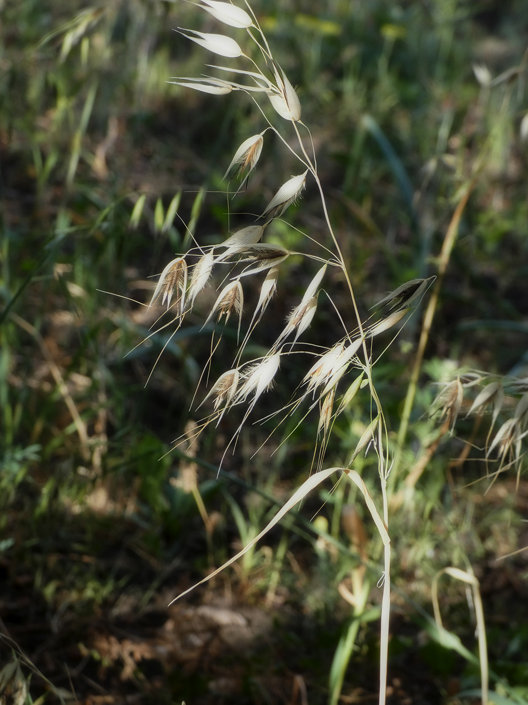 Image of Avena fatua specimen.