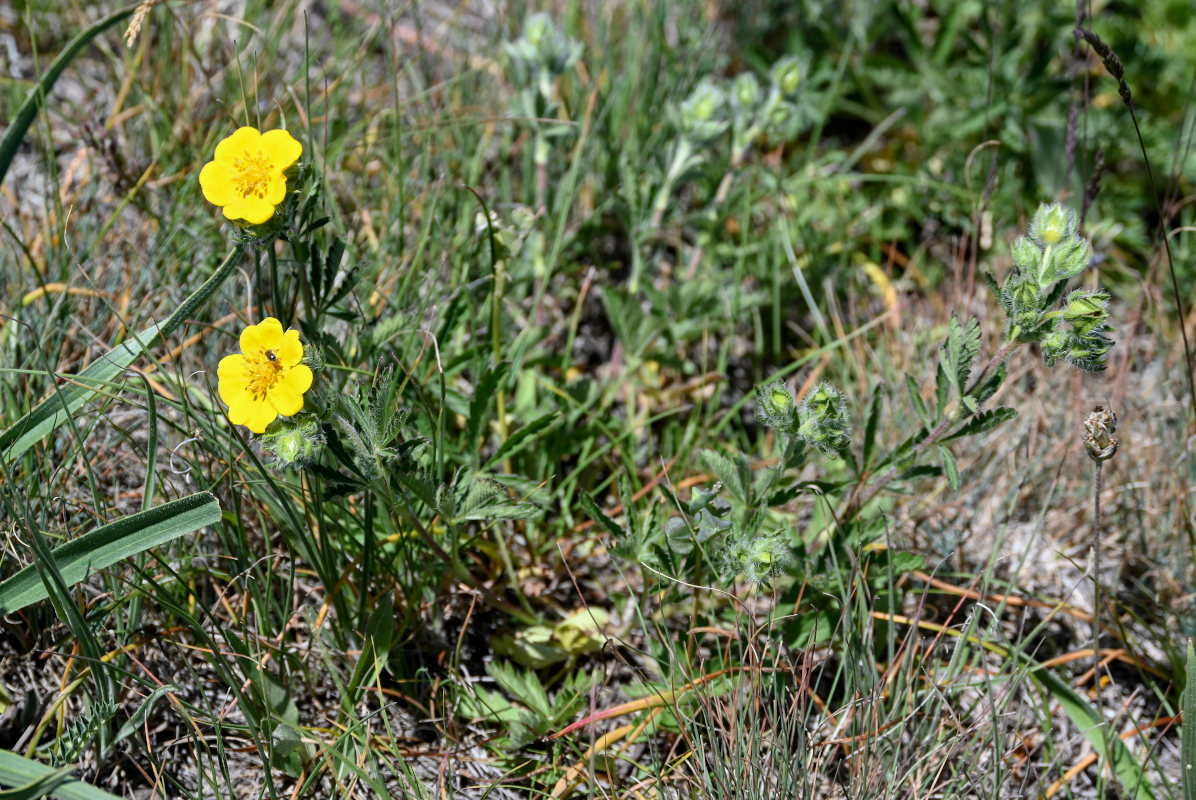 Image of Potentilla recta specimen.