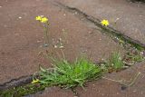 Scorzoneroides autumnalis. Цветущие растения (в основании растения - листья Taraxacum). Санкт-Петербург, Калининский р-н, окр. ж.-д. ст. Пискарёвка, в трещине асфальтового покрытия ж.-д. платформы. 09.08.2022.