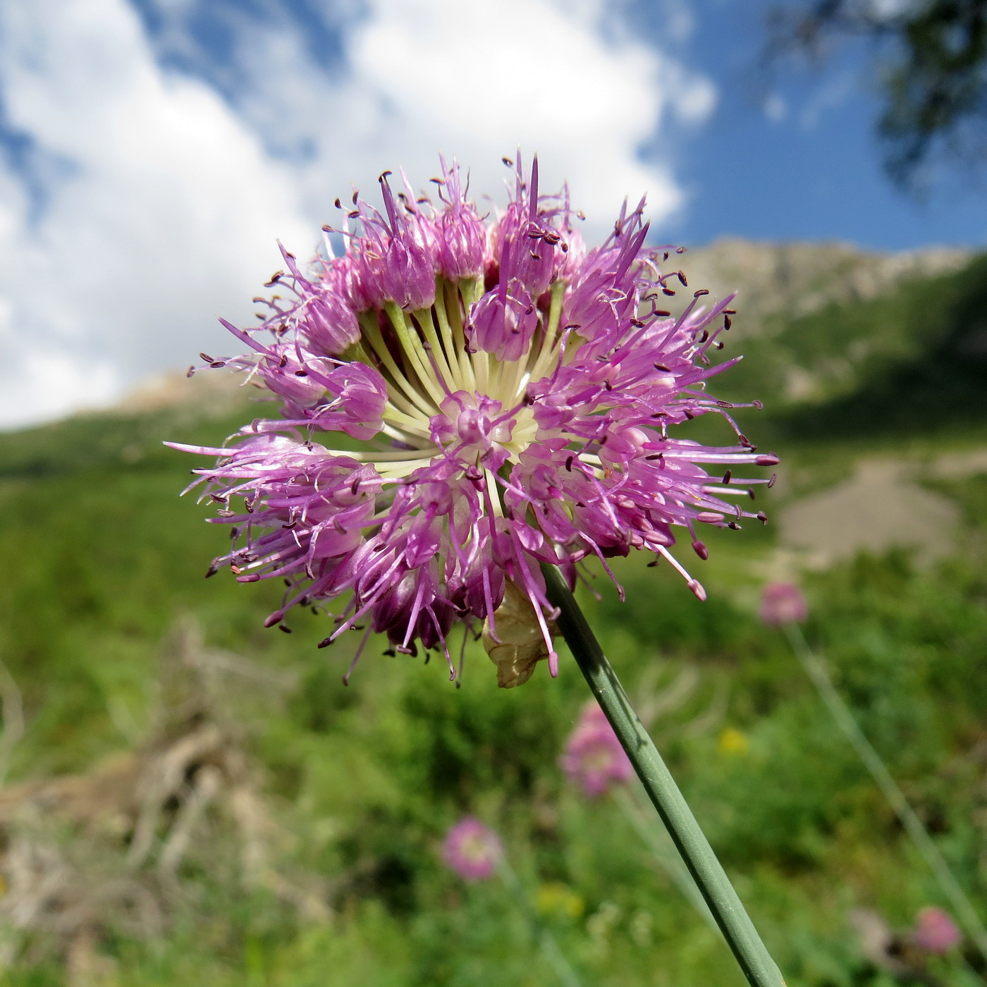 Изображение особи Allium hymenorhizum.