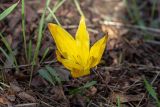 Sternbergia clusiana