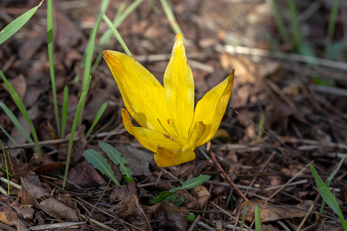 Изображение особи Sternbergia clusiana.