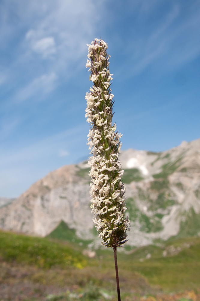 Изображение особи Phleum montanum.