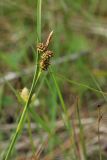 Carex scandinavica