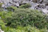 Salix kazbekensis