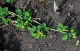 Medicago lupulina. Верхушка побега с соцветиями и соплодиями. Дагестан, Магарамкентский р-н, окр. с. Приморский, песчаный пляж. 05.05.2022.