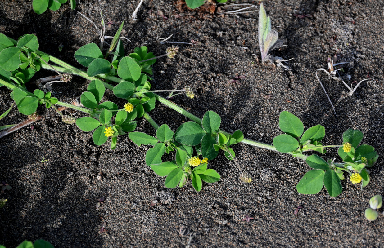 Изображение особи Medicago lupulina.