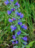 Echium vulgare. Часть соцветия. Алтайский край, Змеиногорский р-н, восточный берег оз. Колыванское, луг. 28.06.2021.