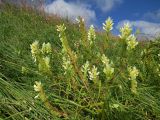 Melampyrum argyrocomum