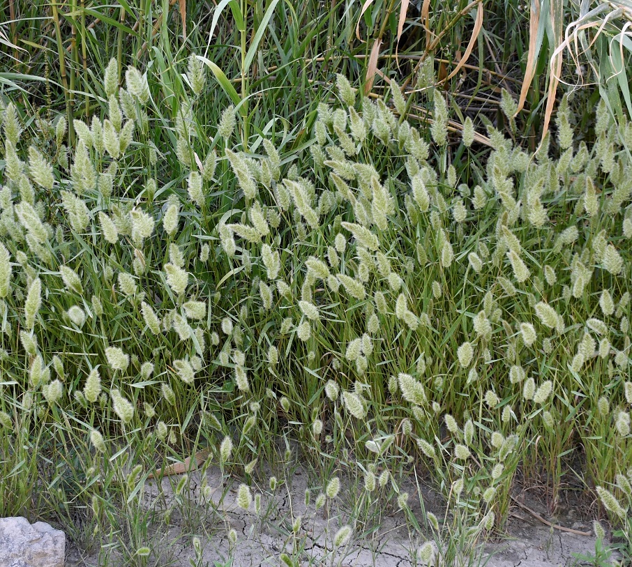 Изображение особи Polypogon monspeliensis.