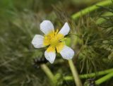 Ranunculus confervoides