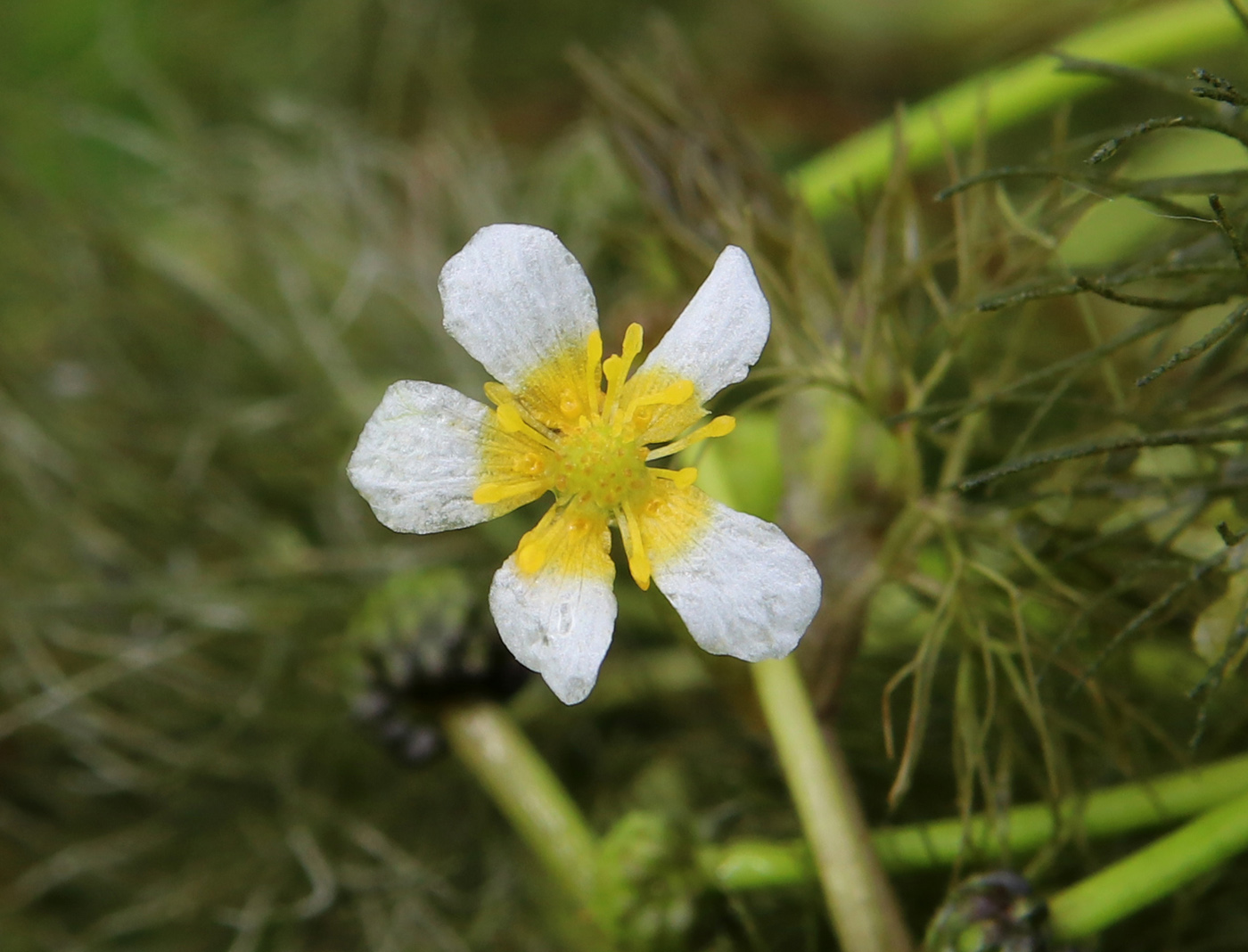 Изображение особи Ranunculus confervoides.