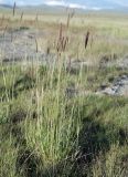 Hordeum turkestanicum. Цветущее растение. Алтай, плоскогорье Укок, долина р. Ак-Алаха (выс. около 2200 м н.у.м.). 24.07.2010.