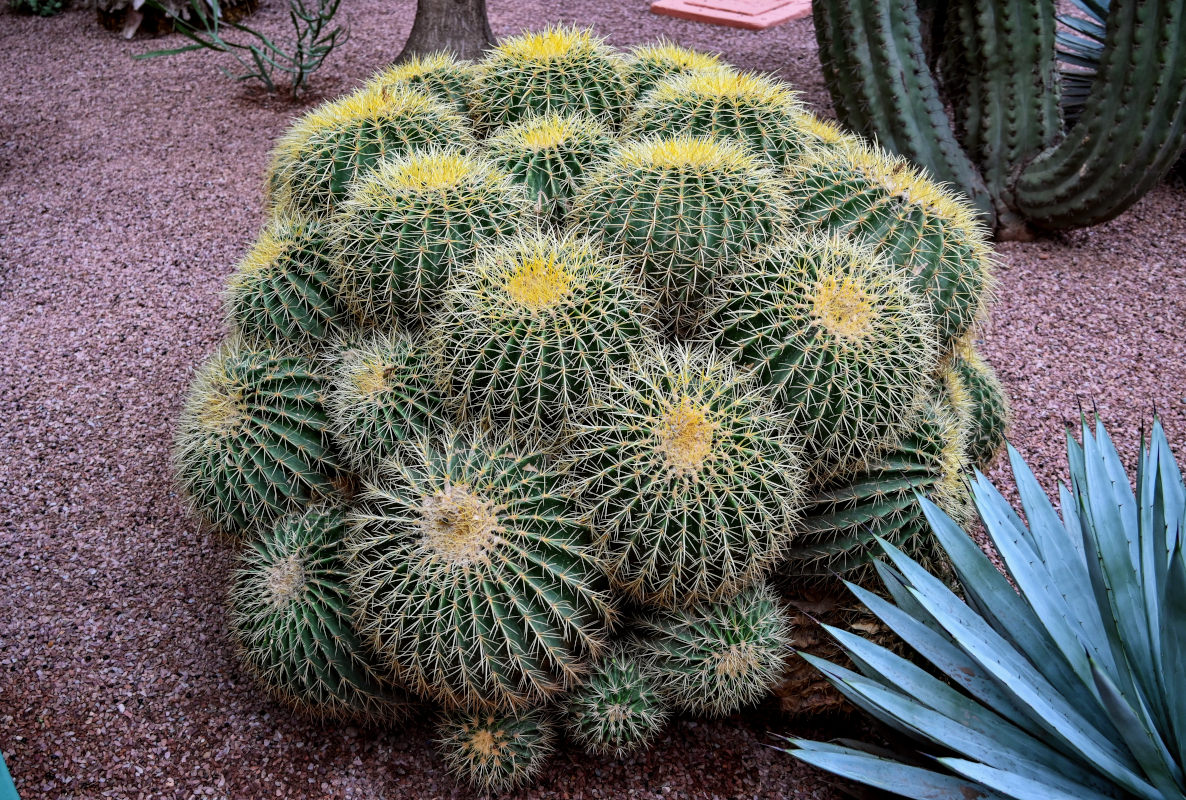 Изображение особи Echinocactus grusonii.