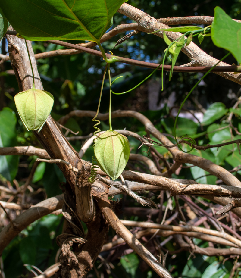 Изображение особи Passiflora maliformis.