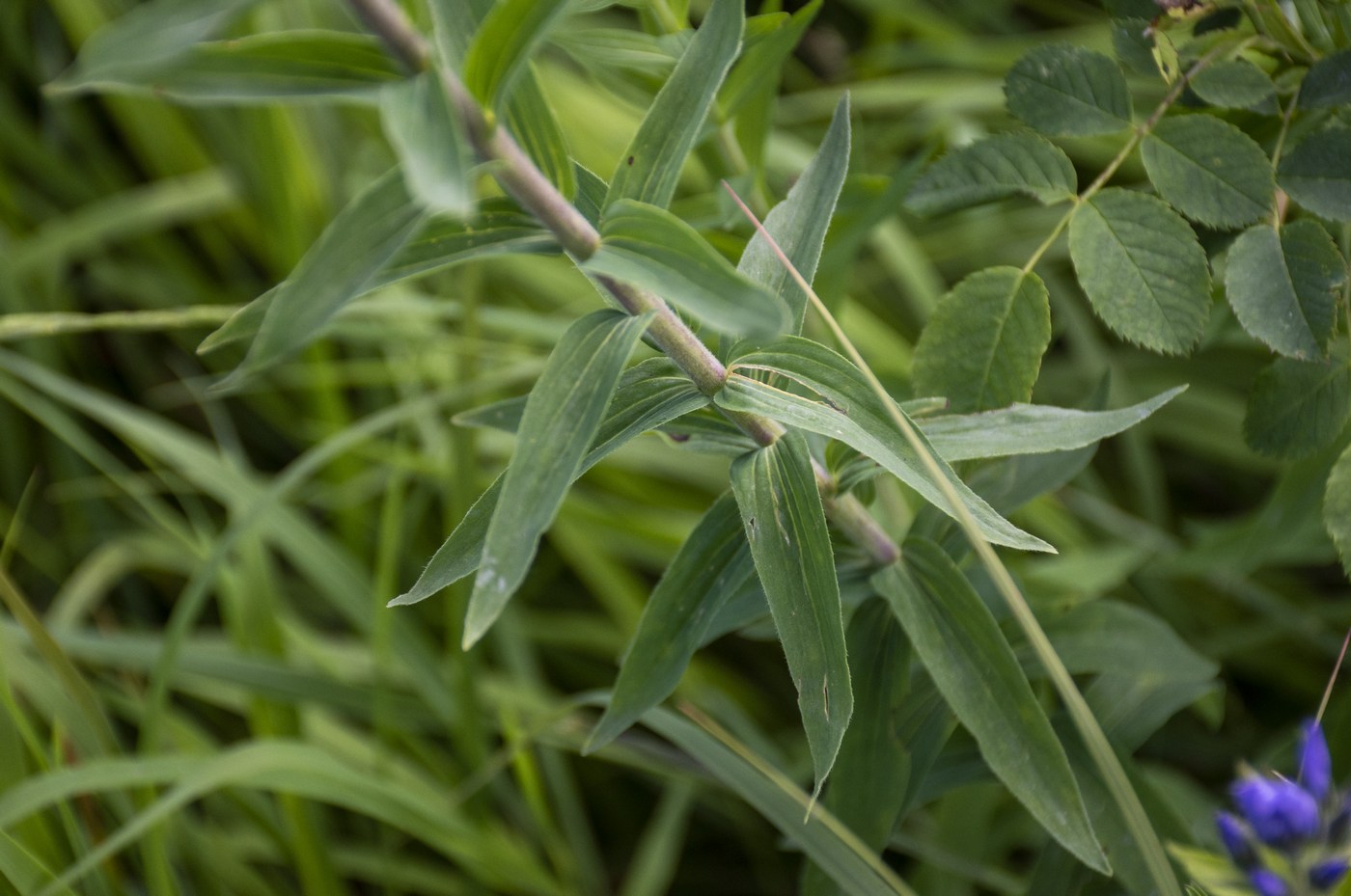 Image of Linum lanuginosum specimen.