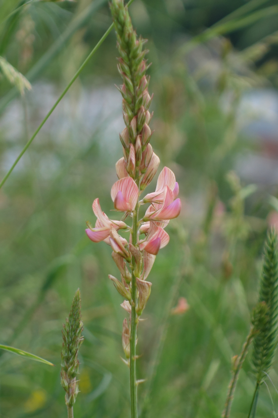 Image of Onobrychis viciifolia specimen.