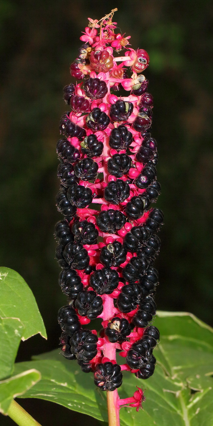Image of Phytolacca acinosa specimen.