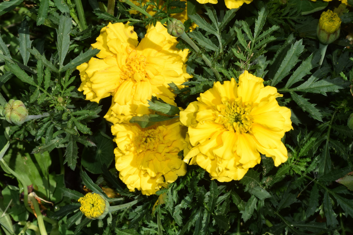 Изображение особи Tagetes erecta.