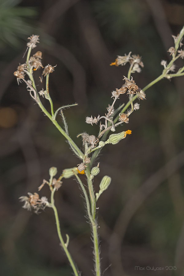 Image of familia Asteraceae specimen.