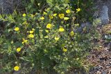 Potentilla fragiformis