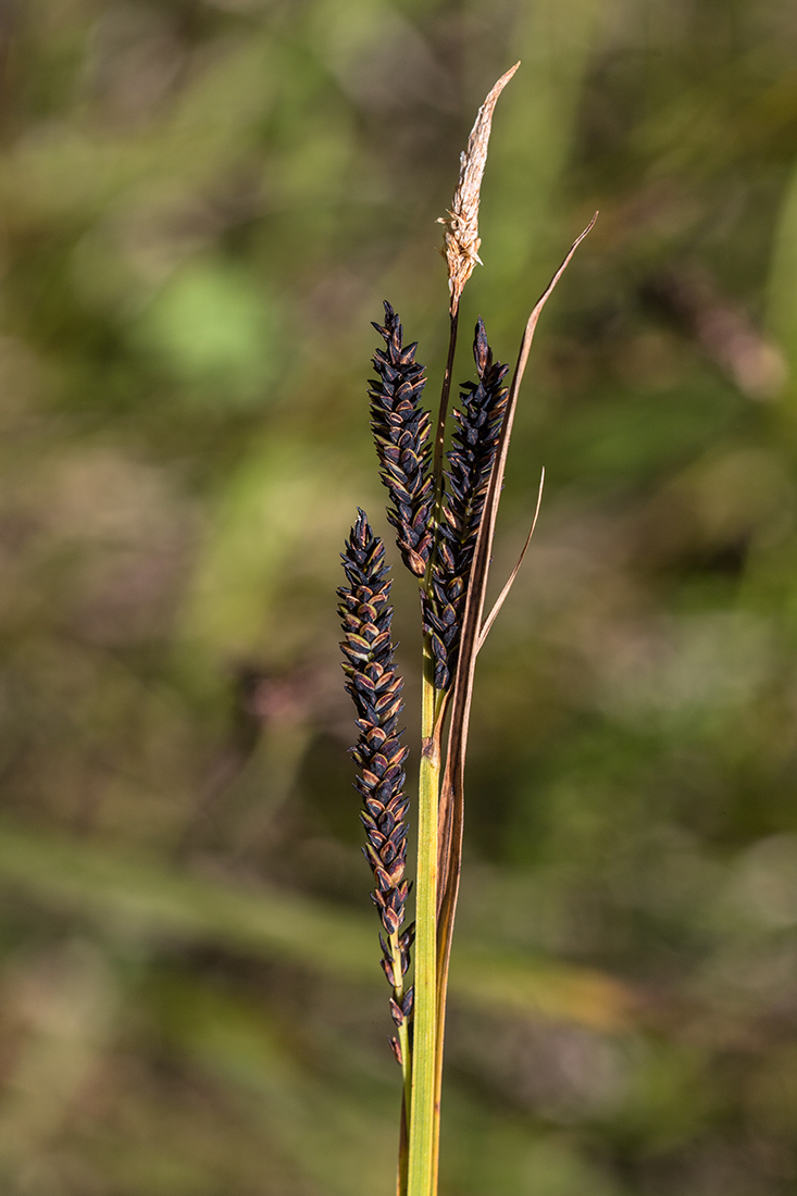 Изображение особи Carex kotschyana.