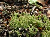 genus Cladonia. Слоевище с апотециями. Ленинградская обл., г. Выборг, парк \"Папула\", пологий склон горы южной экспозиции, поляна. 08.10.2023.