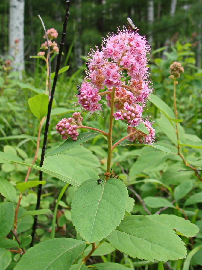 Изображение особи Spiraea humilis.