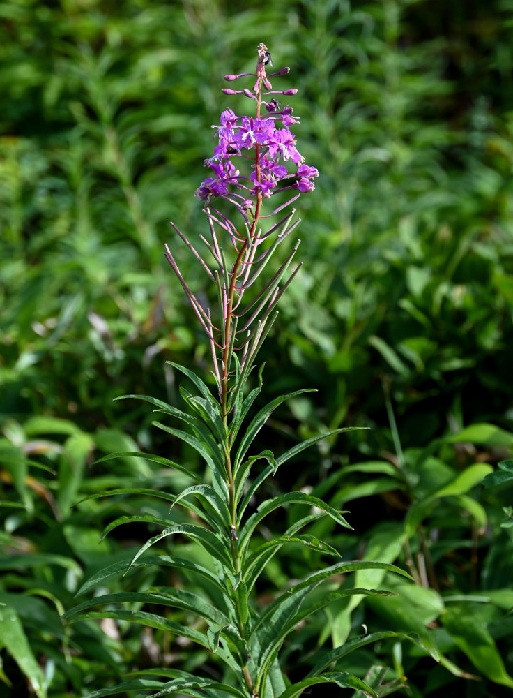 Image of Chamaenerion angustifolium specimen.