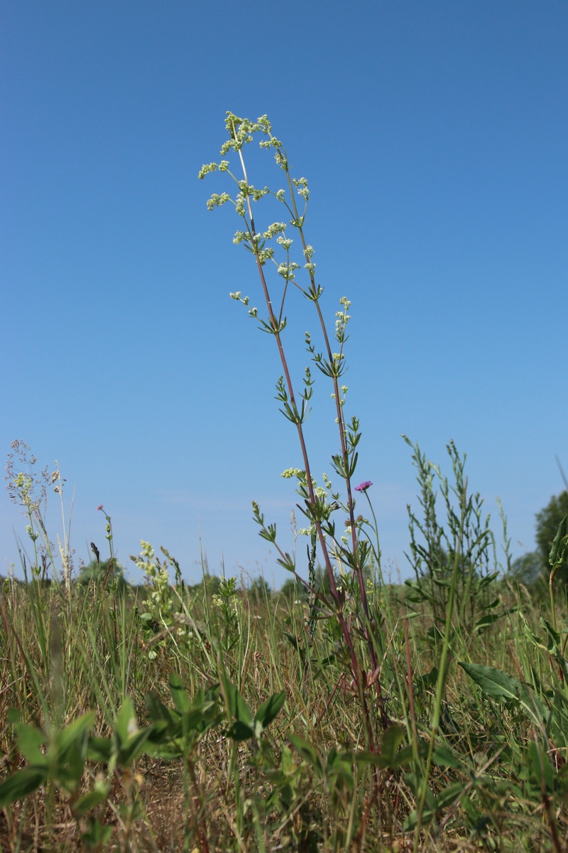 Image of Galium album specimen.