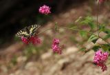 Silene compacta
