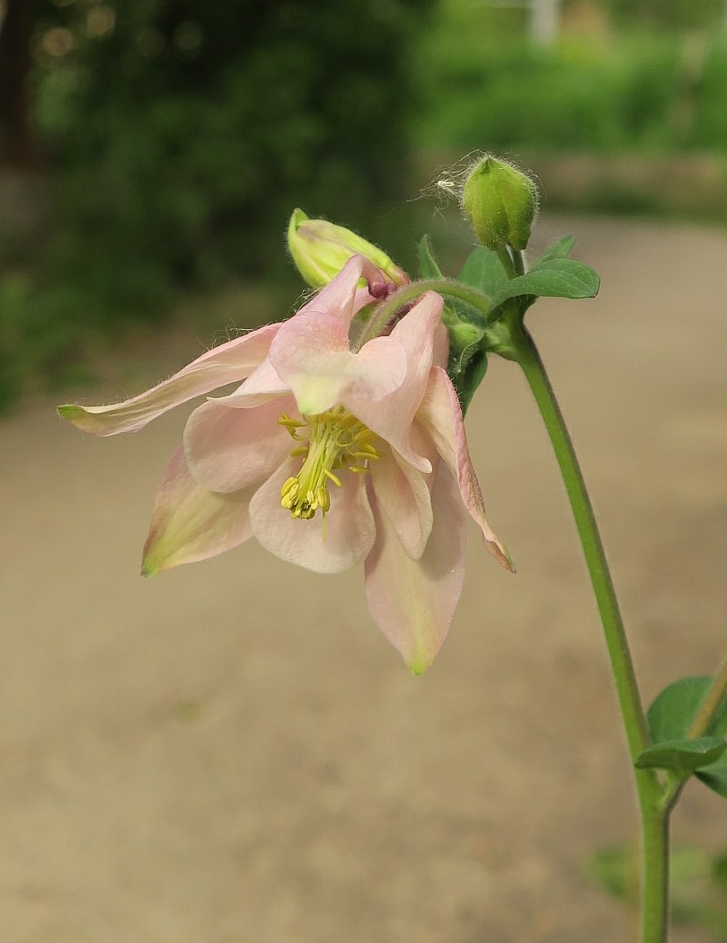 Image of Aquilegia vulgaris specimen.