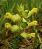 Rhinanthus vernalis