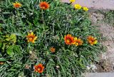 Gazania × hybrida