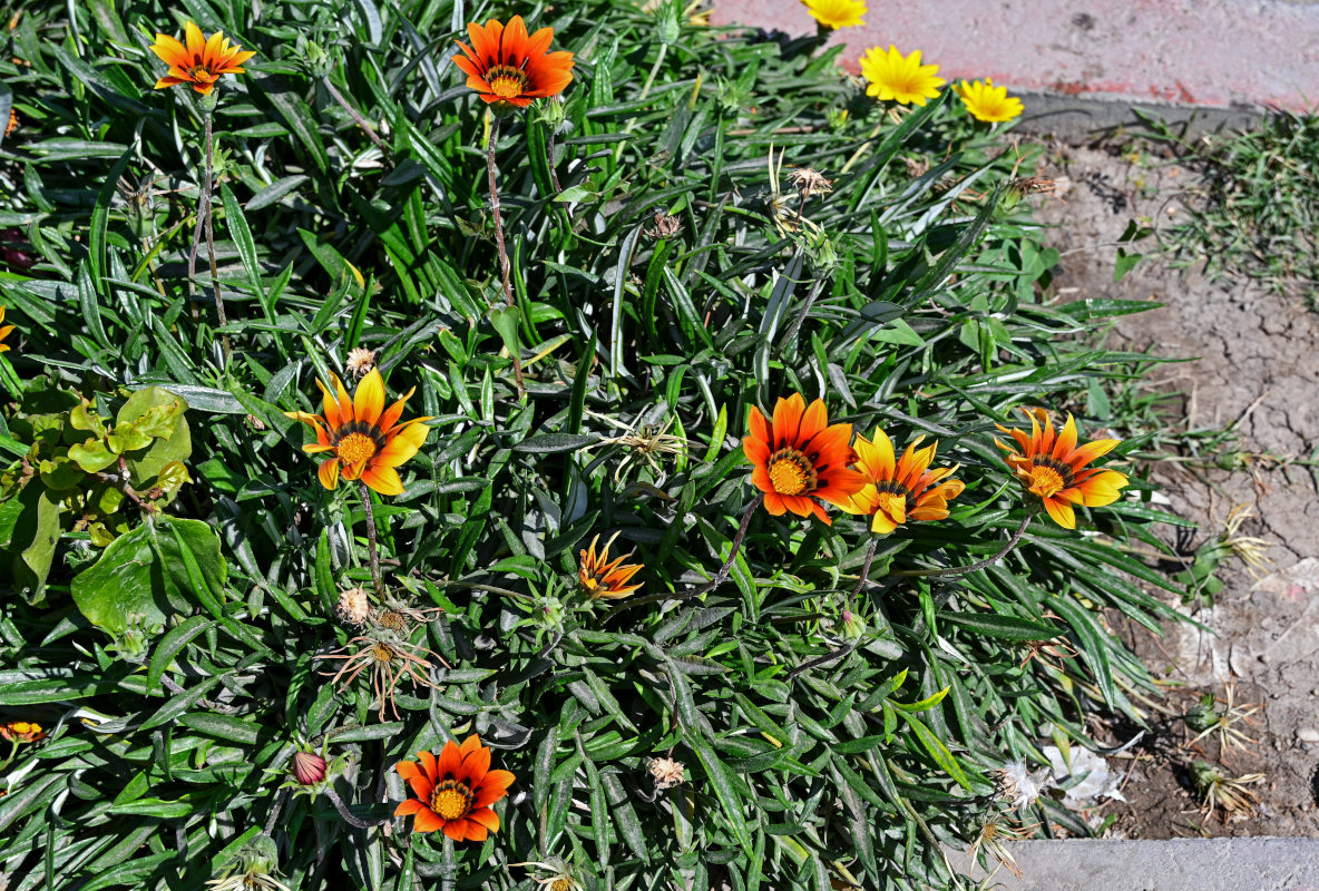 Изображение особи Gazania × hybrida.