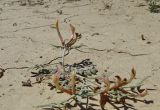 Astragalus erioceras